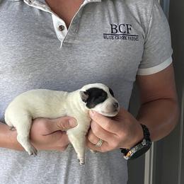 Eve - Male 4 - Blue male Australian Cattle Dog puppy in Jefferson, South Carolina from Blue Creek Farms