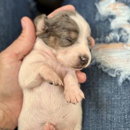 Female 3 - Dapple female Dachshund puppy in El Campo, Texas from Creamer Creek Kennel