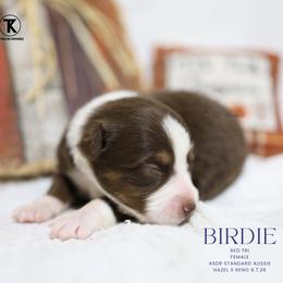 Birdie- Red Tri Female - Red tri-color female Australian Shepherd puppy in Nacogdoches, Texas from TK Standard, Mini, & Toy Aussies