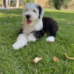Girl 2 - female Old English Sheepdog puppy in Laurel, Montana from O’Leary’s Old English Sheepdogs