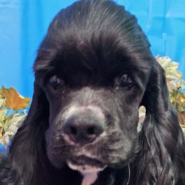 Boy 3 - Cocker Spaniel puppy in Peoria, Arizona from Stand Alone Cockers