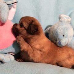 Mi-Ki Puppies from Jubilee Mi-Ki's