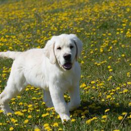 Golden Retriever Puppies from OC Goldens