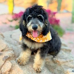 Tommy - Phantom male Bernedoodle puppy in Wickenburg, Arizona from Houskerville Doodles