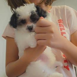 Peony - Parti female Yorkipoo puppy in Cottageville, South Carolina from Mandy's Yorkie's , Yorkiepoo's & Maltipoo's
