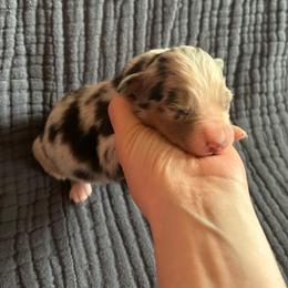 Muffin - Blue merle female Australian Shepherd puppy in Hillsboro, Oregon from A&D Australian Shepherds