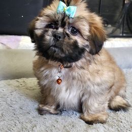 Girl 2 - Brindle female Shih Tzu puppy in Needville, Texas from Precious Moments Shih Tzu