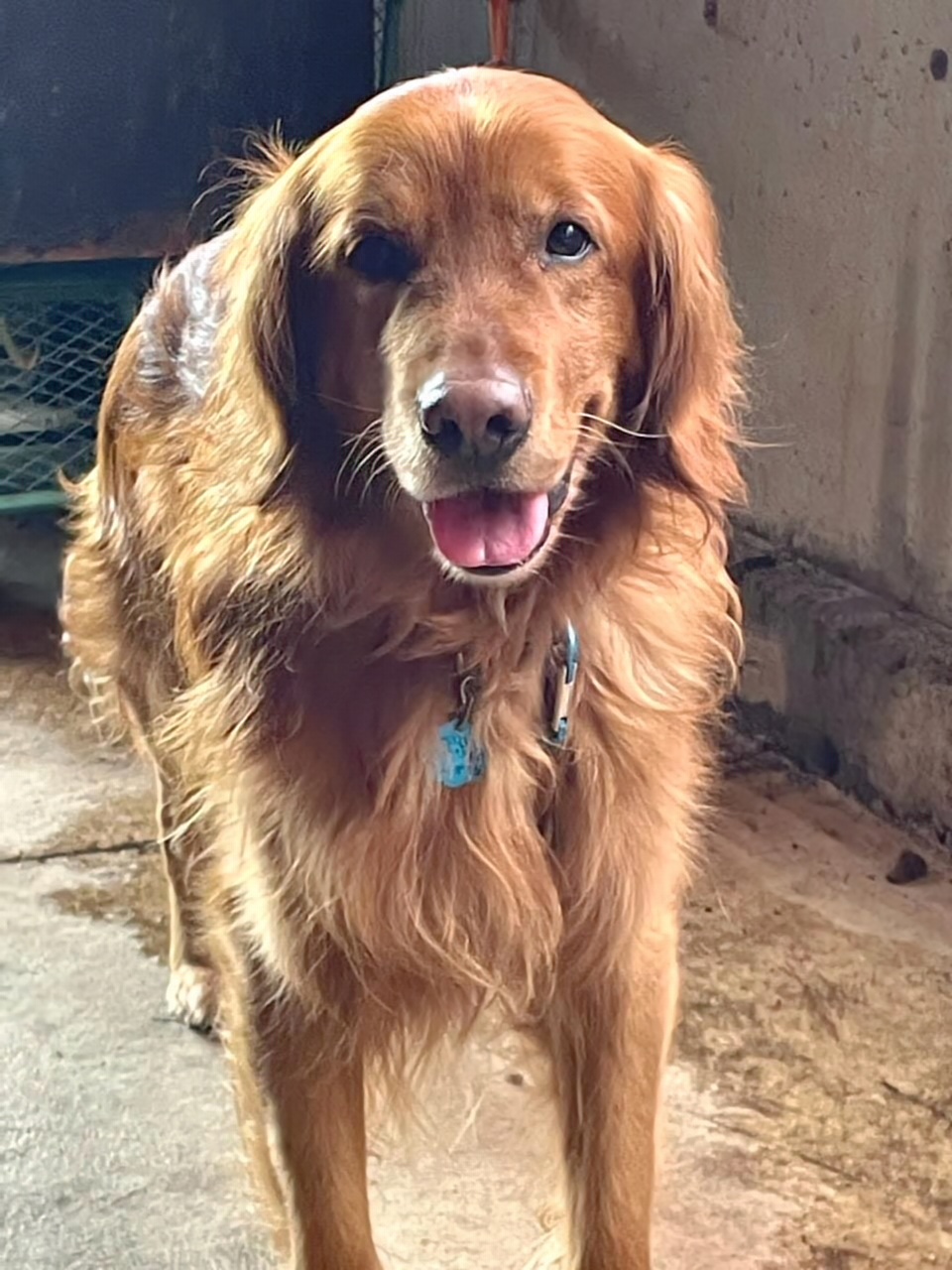 Preacher - Golden Retriever