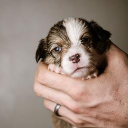 Daniel - Sable male Pembroke Welsh Corgi puppy in South Otselic, New York from Ridge Top Corgis