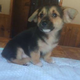 Duke - Black and tan male American Corgi puppy in Checotah, Oklahoma from Skoal Creek Corgi's