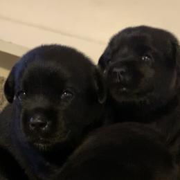 Labrador Retriever Puppies from Findaway Labradors