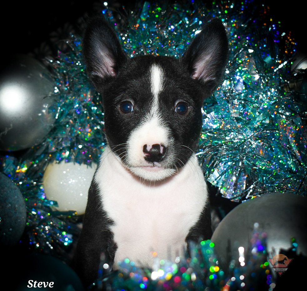 Steve - Black and white male Basenji puppy in San Diego, California from Triforce Basenjis