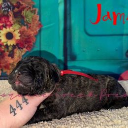 Jameson - Tiger male Perro de Presa Canario puppy in Horizon, Texas from Mesquite Creek Kennels