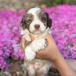 Amber - Chocolate merle female Bernedoodle puppy in Dundee, Ohio from Down Home Doodle