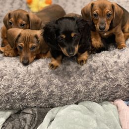 Dachshund Puppies from Little Weiner Ranch