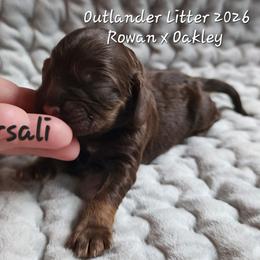 Girl 2 Marsali - Sable female Cocker Spaniel puppy in Morristown, Tennessee from Down in the Holler