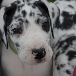 Great Dane Puppies from Cook’s Gentle Giants