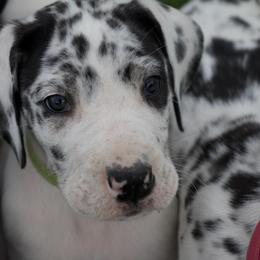 Great Dane Puppies from Cook’s Gentle Giants