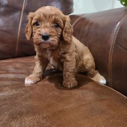 Zoe - Red Cavapoo puppy in Atmore, Alabama from Gulf Coast Puppies