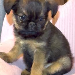 Ricky - Red male Brussels Griffon puppy in Arizona from Melody Lane Brussels Griffons