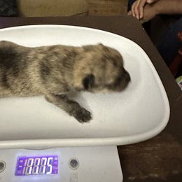 Chihuahua and Poodle Puppies from Garrett’s Chihuahuas and Poodles