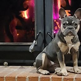 French Bulldogs from Dixon's Kennel