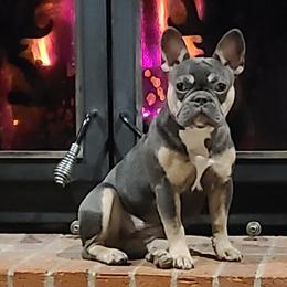 French Bulldogs from Dixon's Kennel