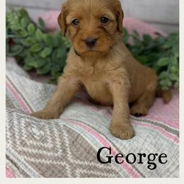George - Apricot male Australian Labradoodle puppy in Gladstone, Oregon from Beaver State Labradoodles