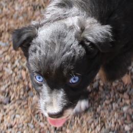 Xannie - Black tri-color female Australian Shepherd puppy in Phoenix, Arizona from Rockin' Diamond T Ranch Australian Shepherds