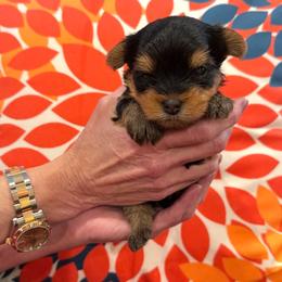 Rian - Black and gold male Yorkshire Terrier puppy in Forest Hill, Maryland from Chikito's Yorkies