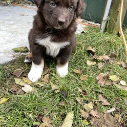 Nop - Red tri-color male Australian Shepherd puppy in Belmont, Vermont from Pennyrile Australian Shepherds