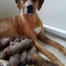 Rhodesian Ridgeback Puppies from Lyonnese Rhodesian RIDGEBACKS