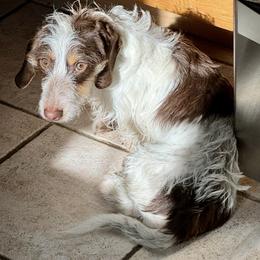 Hazel - Dachshund