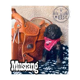 Mustang - Phantom female Bernedoodle puppy in Belleville, Michigan from Moose Tracks Bernedoodles