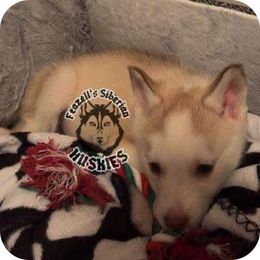Siberian Husky Puppies from Feazell’s Siberian Huskies