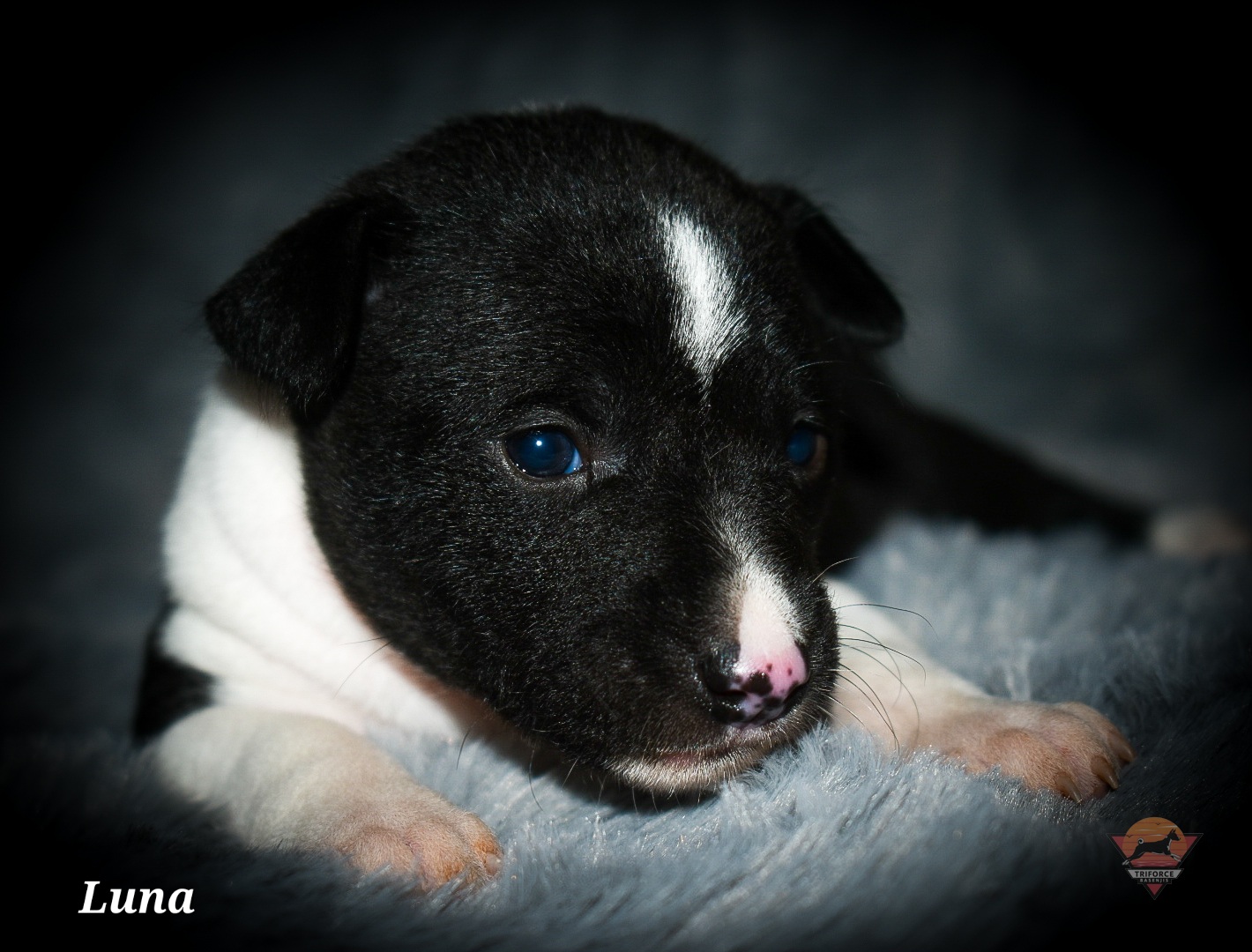 Luna - Black and white female Basenji puppy in San Diego, California from Triforce Basenjis