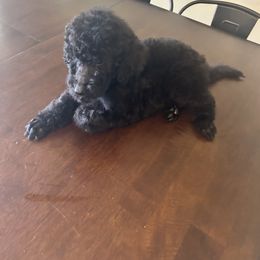 Poodle Puppies from Arindayle Standard Poodles