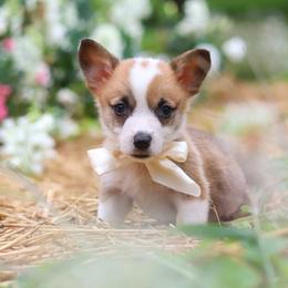 Bronco - Sable male Pembroke Welsh Corgi puppy in Sugarcreek, Ohio from Admar Canines