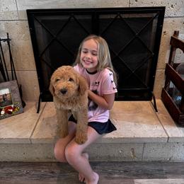 Boy 4 - Cream male Goldendoodle puppy in Austin, Texas from Central Texas Doodles