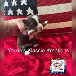 Madden - Parti male Yorkshire Terrier puppy in Dierks, Arkansas from Yorkie’s Klassie Kreations