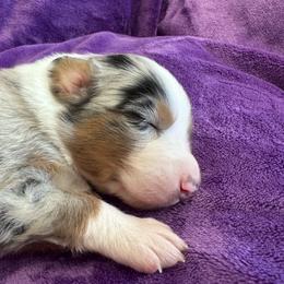 Nani - Blue merle female Australian Shepherd puppy in Franktown, Colorado from Double NB Livestock LLC