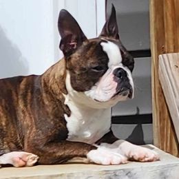 Stevie - Boston Terrier