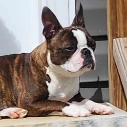 Stevie - Boston Terrier