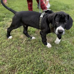 Russet - Mantle male Great Dane puppy in Medford, New York from Alchemy Danes