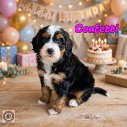 Confetti - Tri-color female Bernedoodle puppy in Banner Elk, North Carolina from Walnut Tree Bernedoodles