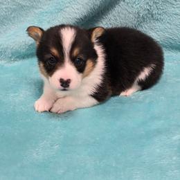 BEANS - Black and tan male Pembroke Welsh Corgi puppy in Walker, Iowa from Double K Corgis