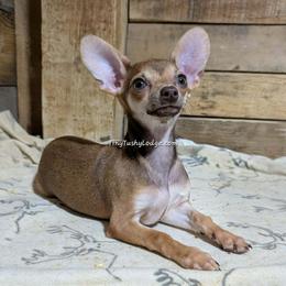 Tawny - Fawn female Companion Cross puppy in Greencastle, Indiana from Tiny Tushy Lodge