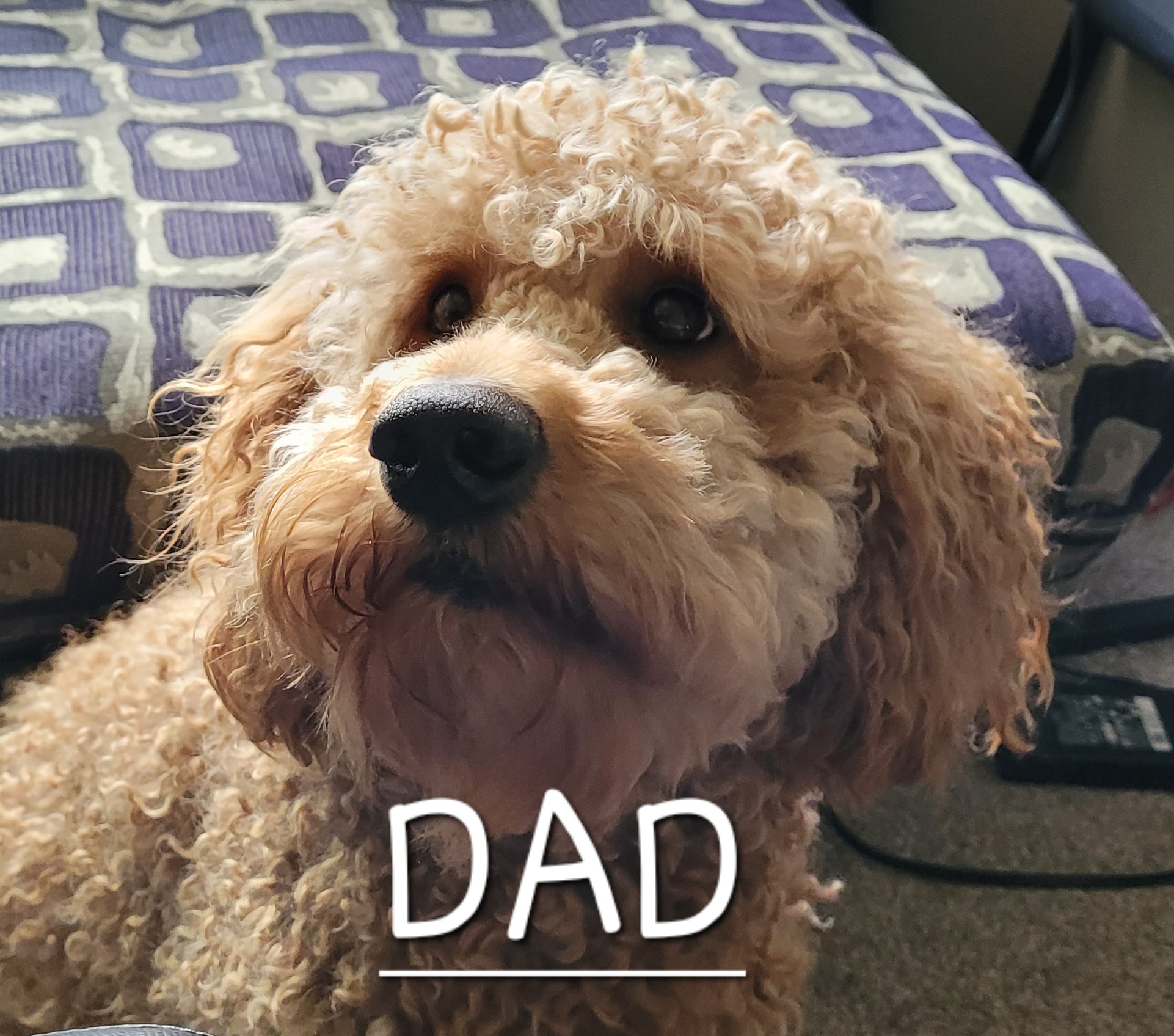 Teddy - Goldendoodle