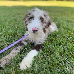 Citrine - Parti Goldendoodle puppy in Charlotte, North Carolina from Ben and Jerry Doodles