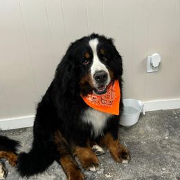 Thor - Bernese Mountain Dog